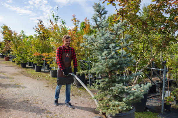 Best Emergency Tree Removal  in Drumright, OK